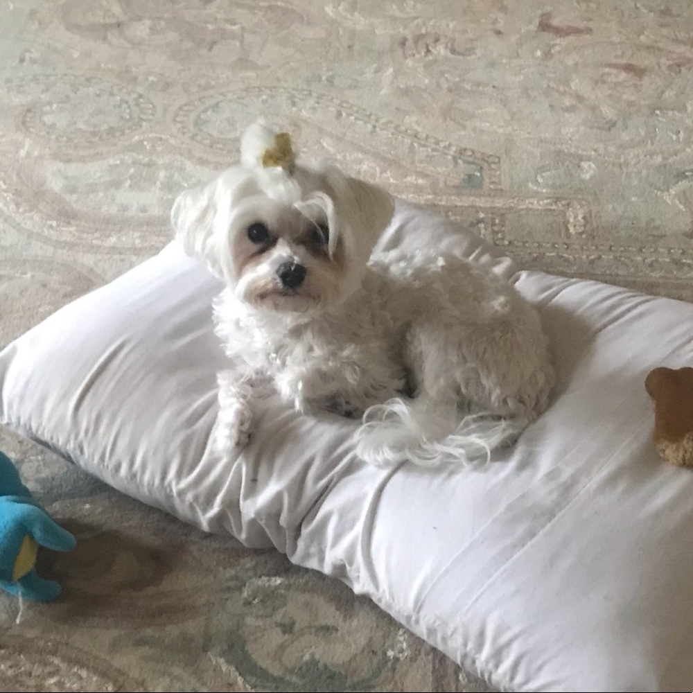 Meet your Posher, William